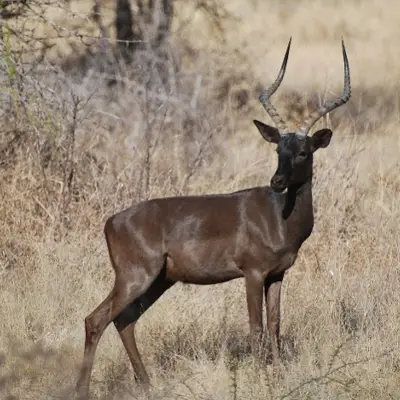 Black Impala hunting