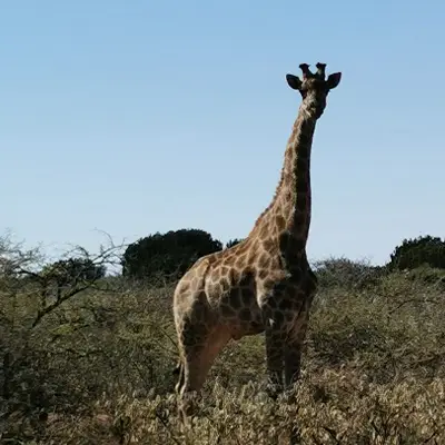 Giraffe hunting