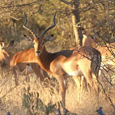 impala hunting