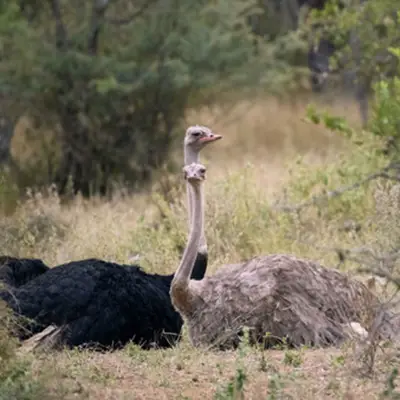 ostrich hunting