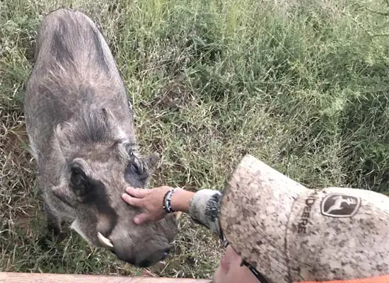 warthog interaction