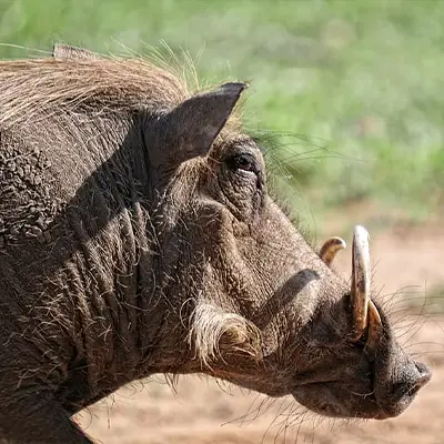 warthog hunting